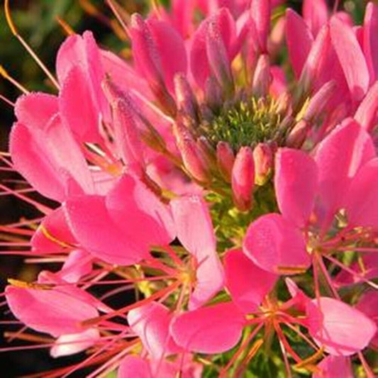 100 Flamingo Spider Seeds Clome Spinosa Perennial 1176 US Seller Seed Butterfly