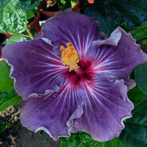 hibiscus flower seeds Green River 20 Purple Hibiscus Seeds