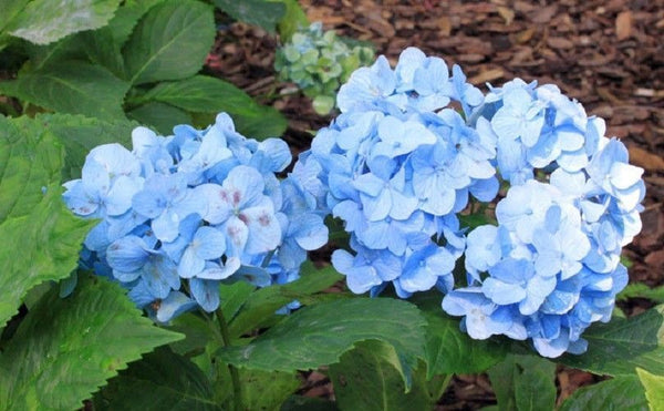 Green River 5 Blue Hydrangea Seeds – Premium Flower Seeds for Elegant ...