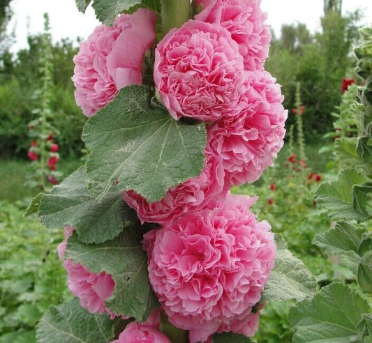 Green River 25 Double Cotton Candy Hollyhock Seeds - Flower Seed Pack, Tall Perennial Blooms, Cottage Garden Plants for Borders, Premium Seeds for Planting, Pollinator Friendly Flowers
