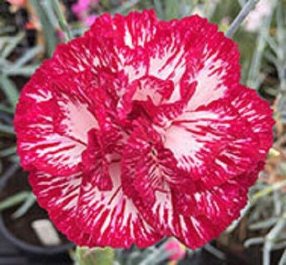 Green River 100 Audrey Robinson Carnation Seeds- Premium Flower Seeds for Planting Borders, Bouquets & Cottage Gardens | Ruffled Fragrant Carnation Flower Seeds | Fancy Carnation Seeds | Perennial Blooms for Pollinator & Cut Flower Gardens