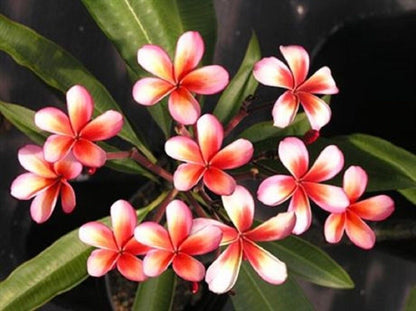 Green River 5 Red Orange Plumeria Seeds - Flower Seed Pack, Premium Tropical Blooms, Fragrant Perennial Plants for Garden Charm, Ideal for Leis and Containers
