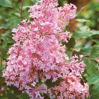 Green River 25 Coral Lilac Seeds - Fragrant Spring Bloomers for Garden & Decor Decoratives - Premium Seeds, Heirloom Variety for Pollinator Gardens