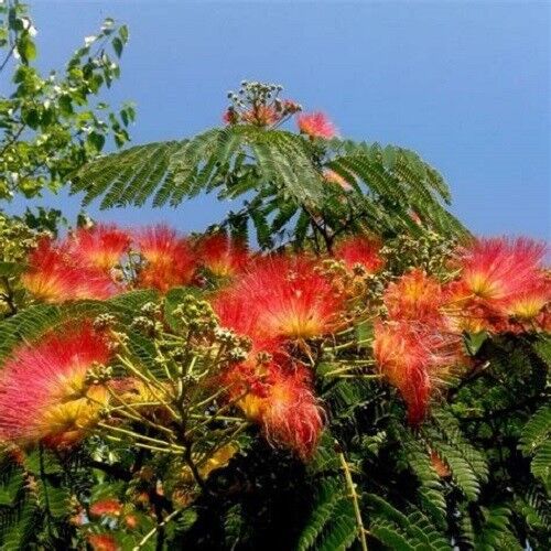 planting mimosa tree seeds 5 Orange Mimosa Tree Seeds Silk Tree Albizia julibrissin Perennial See – Green River Seeds