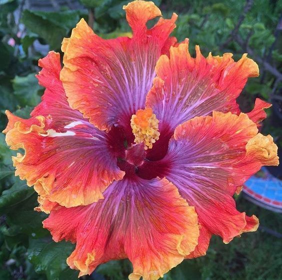Green River 20 Purple Orange Pink Hibiscus Seeds - Premium Perennial Flower Seeds Pack for Tropical & Pollinator Gardens, Hardy Outdoor Seeds for Full Sun & Well-Drained Soil, Vibrant Garden Blooms Attracting Butterflies & Hummingbirds