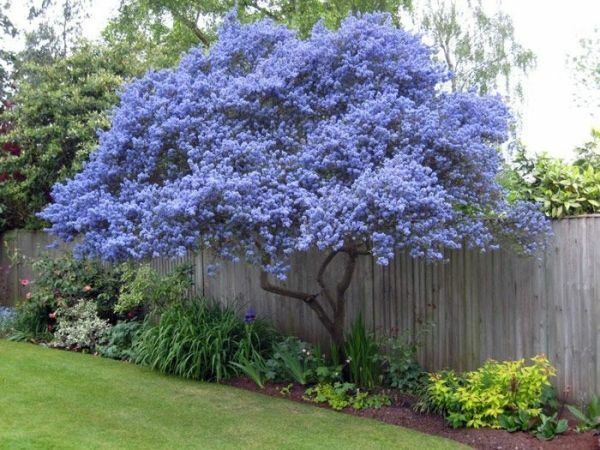 evergreen flower seeds Green River 25 Creeping Mountain Lilac Seeds