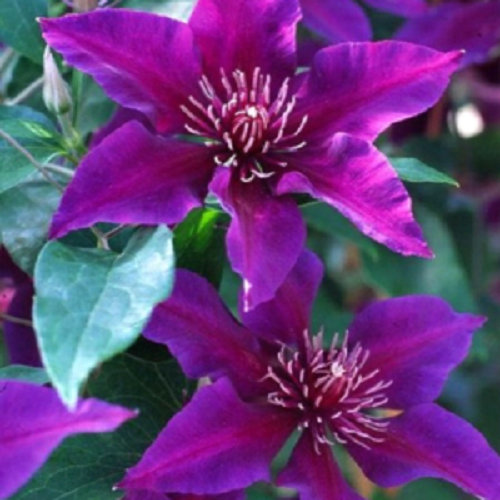 Green River Dark Purple Pink Clematis Seeds - 25 Flower Seed Pack, Perennial Climbing Vine, Dried Clematis Plant Seeds for Fences and Trellises, All Seasons, USDA Zones 4-9