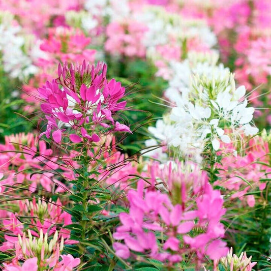 100 Firework Mix Spider Seeds Clome Spinosa Perennial 1175 US Seller Seed Bee