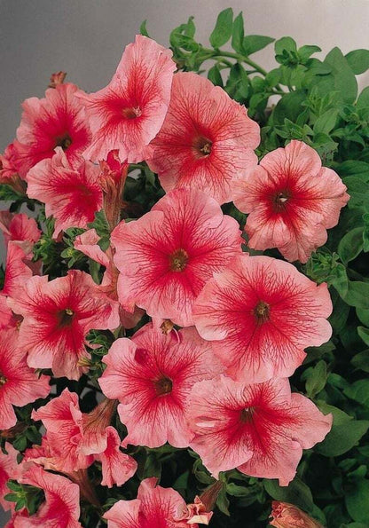 Green River 50 Bi Color Pink Petunia Seeds - Decor Decoratives for Pots, Premium Seeds for Pots, Hanging Baskets & Flower Beds - Easy to Grow, Vibrant, Cascading Beauty - Full Sun, Spring to Fall Blooms