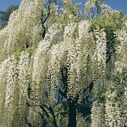 Green River 5 White Chinese Wisteria Seeds - Premium Climbing Vine Seeds for Bonsai & Decor, Rare Fragrant Blooms, Full Sun, Up to 30 ft Tall