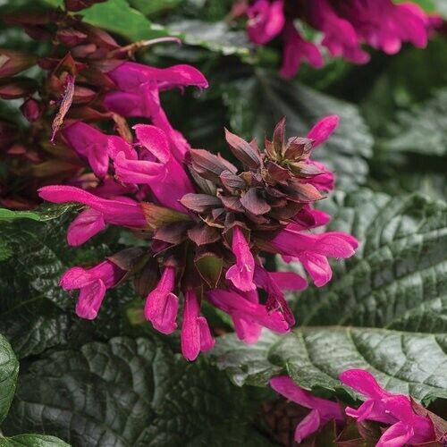 Green River 50 Fuchsia Salvia Seeds - Vibrant Perennial Flower Seeds for Borders & Pollinator Gardens, Drought-Tolerant, Butterfly Magnet, All Seasons, Bag, Partial Sun