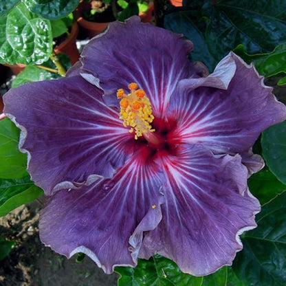Green River 20 Purple Hibiscus Seeds - Premium Perennial Flower Seeds Pack for Tropical & Pollinator Gardens, Hardy Outdoor Seeds for Full Sun & Well-Drained Soil, Vibrant Garden Blooms Attracting Butterflies & Hummingbirds