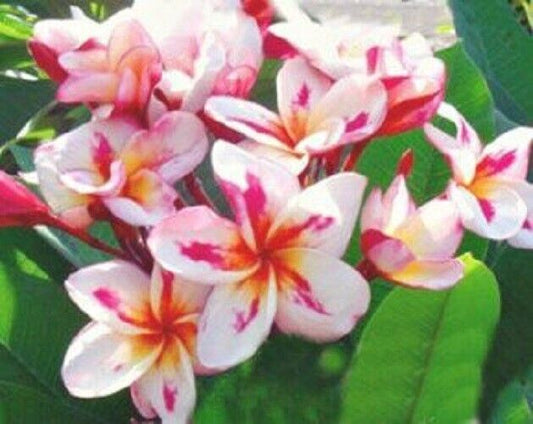 Green River 5 White Yellow Pink Plumeria Seeds - Flower Seed Pack, Premium Tropical Blooms, Fragrant Perennial Plants for Garden Charm, Ideal for Leis and Containers