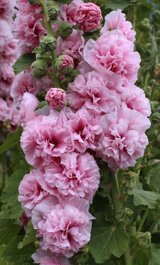 Green River 25 Double Pink Hollyhock Seeds - Flower Seed Pack, Tall Perennial Blooms, Cottage Garden Plants for Borders, Premium Seeds for Planting, Pollinator Friendly Flowers
