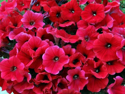 Green River 50 Bright Red Petunia Seeds - Decor Decoratives for Pots, Premium Seeds for Pots, Hanging Baskets & Flower Beds - Easy to Grow, Vibrant, Cascading Beauty - Full Sun, Spring to Fall Blooms