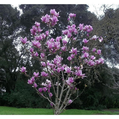 Green River 5  Purple Magnolia Seeds - Premium Magnolia Flower Seeds for Planting, Fragrant Spring Bloom Tree for Cottage Gardens & Landscaping, Rare Magnolia Tree Seeds, Ornamental Decor, Ideal for Pollinator Gardens & Backyard Displays