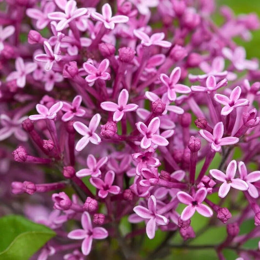 Green River 25 Periwinkle Lilac Seeds - Fragrant Spring Bloomers for Garden & Decor Decoratives - Premium Seeds, Heirloom Variety for Pollinator Gardens