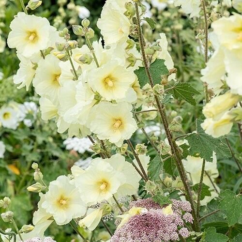 Green River 25 Alcea Rugosa Hollyhock Seeds - Flower Seed Pack, Tall Perennial Blooms, Cottage Garden Plants for Borders, Premium Seeds for Planting, Pollinator Friendly Flowers