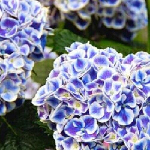 Green River 5 Mars Hydrangea Seeds – Premium Flower Seeds for Elegant Cottage Gardens, Patios & Borders – Rare Perennial Bush with Bold Summer Blooms – Hydrangea Limelight Seeds, Premium Seed Pack for Planting & Growing Beauty