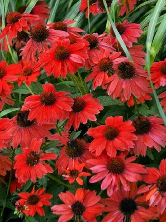 Green River 50 Sombreo Red Coneflower Seeds - Drought-Tolerant Decor Seeds for Pollinator Gardens, Perennial Blooms, Ideal for Summer Conditions