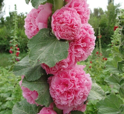 Green River 25 Double Cotton Candy Hollyhock Seeds - Flower Seed Pack, Tall Perennial Blooms, Cottage Garden Plants for Borders, Premium Seeds for Planting, Pollinator Friendly Flowers