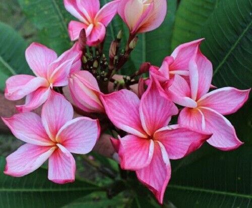 Green River 5 Orange Pink Plumeria Seeds - Flower Seed Pack, Premium Tropical Blooms, Fragrant Perennial Plants for Garden Charm, Ideal for Leis and Containers