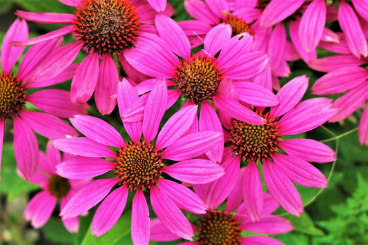 Green River 50 Bright Star Coneflower Seeds - Drought-Tolerant Decor Seeds for Pollinator Gardens, Perennial Blooms, Ideal for Summer Conditions