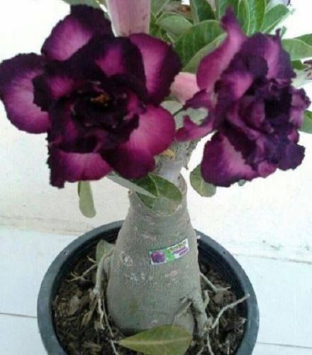 Green River 4 Purple Black Desert Rose Seeds - Premium Exotic Succulent Flower Seeds for Indoor Pots Bonsai & Tropical Decor Drought-Tolerant, Easy to Grow Unique Trunk, Premium Seed Pack for Collectors