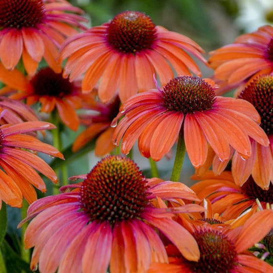 Green River 50 Orange Coneflower Seeds - Drought-Tolerant Decor Seeds for Pollinator Gardens, Perennial Blooms, Ideal for Summer Conditions