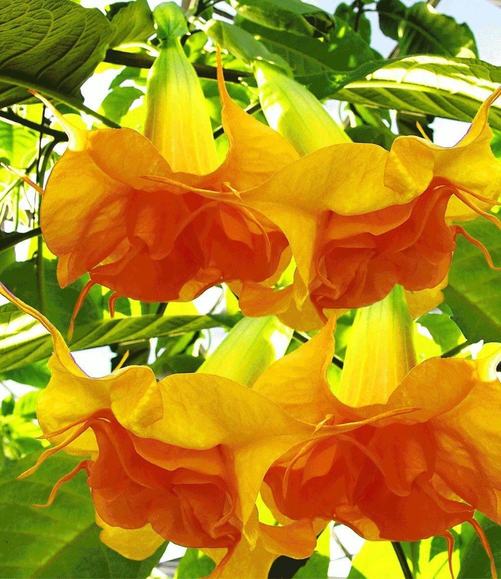 angel trumpet flower seeds Green River Seeds 10 DBL Bright Yellow Orange Angel Trumpet Seeds
