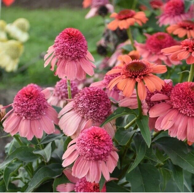 Green River 50 Rainbow Sherbert Coneflower Seeds - Drought-Tolerant Decor Seeds for Pollinator Gardens, Perennial Blooms, Ideal for Summer Conditions