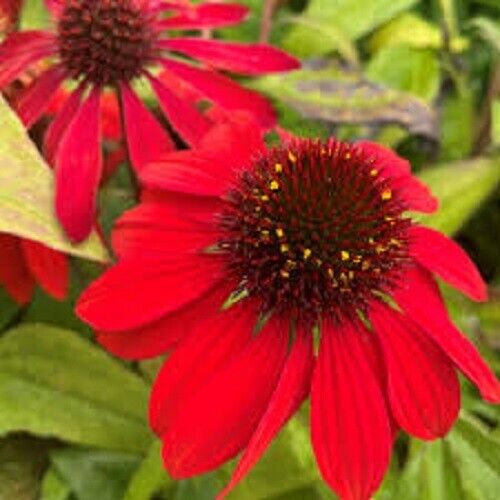 Green River 50 Sangita Coneflower Seeds - Drought-Tolerant Decor Seeds for Pollinator Gardens, Perennial Blooms, Ideal for Summer Conditions