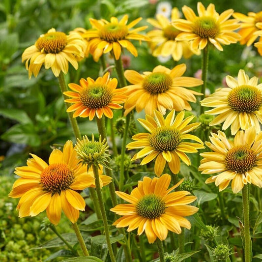 Green River 50 Mellow Yellow Coneflower Seeds - Drought-Tolerant Decor Seeds for Pollinator Gardens, Perennial Blooms, Ideal for Summer Conditions
