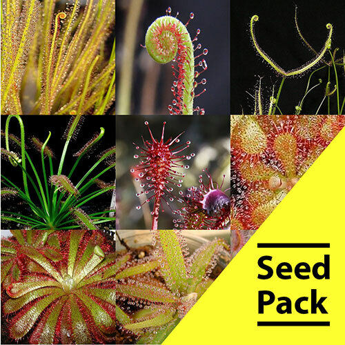 15 Mixed Drosera Carnivorous Plant Seeds Sundew Bug Eating Fresh Seeds CP-2