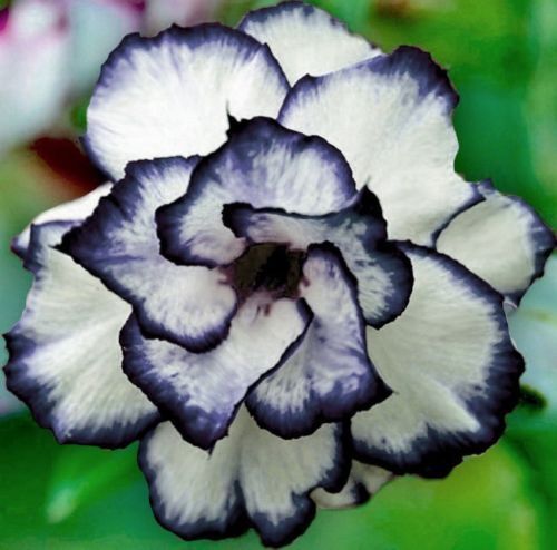 Green River 4 Black White Desert Rose Seeds - Premium Exotic Succulent Flower Seeds for Indoor Pots Bonsai & Tropical Decor Drought-Tolerant, Easy to Grow Unique Trunk, Premium Seed Pack for Collectors