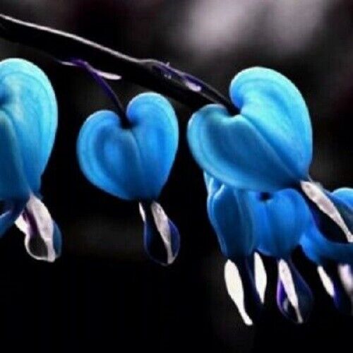 Green River 25 Blue Bleeding Heart Seeds Premium Flower Seeds for Shade Gardens & Containers Climbing Perennial Heart Seed Flowers Butterfly Friendly Low Maintenance