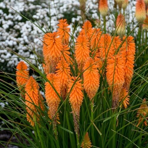 Green River 25 Orange Blazer Hot Poker Torch Lily Flower Seeds- Premium Perennial Flower Seeds for Pollinator Gardens, Borders & Full Sun, Torch Lily Seeds for Planting, Heat-Tolerant, Vibrant Spikes for Cottage Garden Color