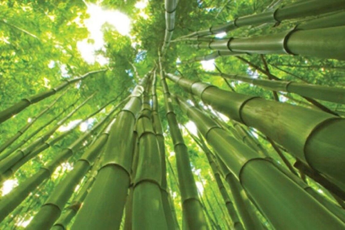 bamboo seeds planting Green River 50 Giant Bamboo Seeds
