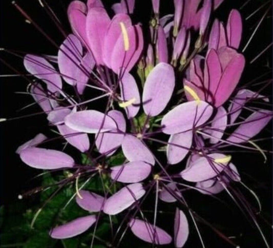 100 Purple Queen Spider Seeds Clome Spinosa Perennial 1188 US Seller Flower Bee