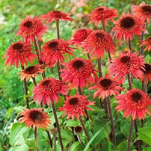Green River 50 Raspberry Delight Coneflower Seeds - Drought-Tolerant Decor Seeds for Pollinator Gardens, Perennial Blooms, Ideal for Summer Conditions