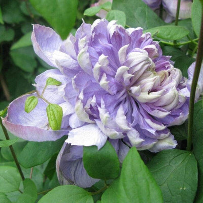 Green River Blue Lights Pink Clematis Seeds - 25 Flower Seed Pack, Perennial Climbing Vine, Dried Clematis Plant Seeds for Fences and Trellises, All Seasons, USDA Zones 4-9