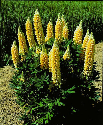 Green River 25 Popsicle Yellow Lupine Seeds - Vibrant Spiky Blooms, Fast Growing Perennials, Premium Seeds, Decor Decoratives Thrives in Cool Climates, Spring Full Sun