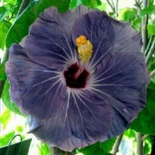 Green River 20 Purple Silver Hibiscus Seeds - Premium Perennial Flower Seeds Pack for Tropical & Pollinator Gardens, Hardy Outdoor Seeds for Full Sun & Well-Drained Soil, Vibrant Garden Blooms Attracting Butterflies & Hummingbirds