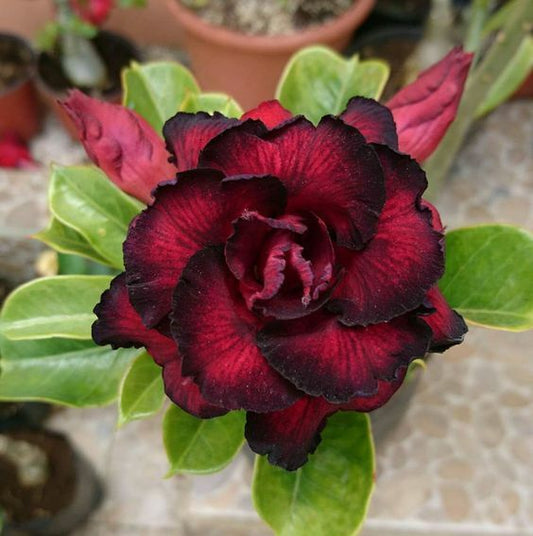 Green River 4 Red Black Desert Rose Seeds - Premium Exotic Succulent Flower Seeds for Indoor Pots Bonsai & Tropical Decor Drought-Tolerant, Easy to Grow Unique Trunk, Premium Seed Pack for Collectors