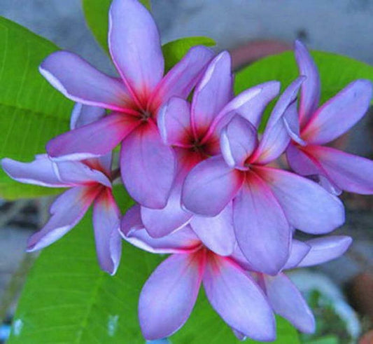 Green River 5 Light Purple Pink Plumeria Seeds - Flower Seed Pack, Premium Tropical Blooms, Fragrant Perennial Plants for Garden Charm, Ideal for Leis and Containers