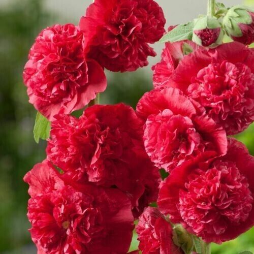 Green River 25 Double Scarlet Hollyhock Seeds - Flower Seed Pack, Tall Perennial Blooms, Cottage Garden Plants for Borders, Premium Seeds for Planting, Pollinator Friendly Flowers