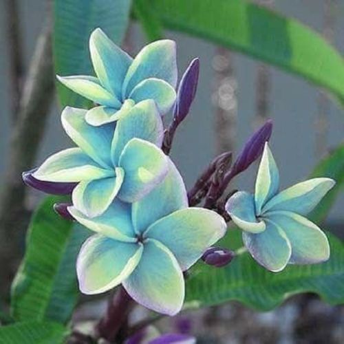 plumeria flower seeds Green River 5 Blue Plumeria Seeds