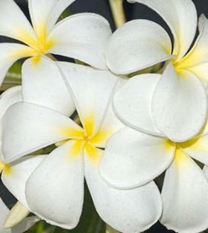 Green River 5 Obtusa Isabella Plumeria Seeds - Flower Seed Pack, Premium Tropical Blooms, Fragrant Perennial Plants for Garden Charm, Ideal for Leis and Containers