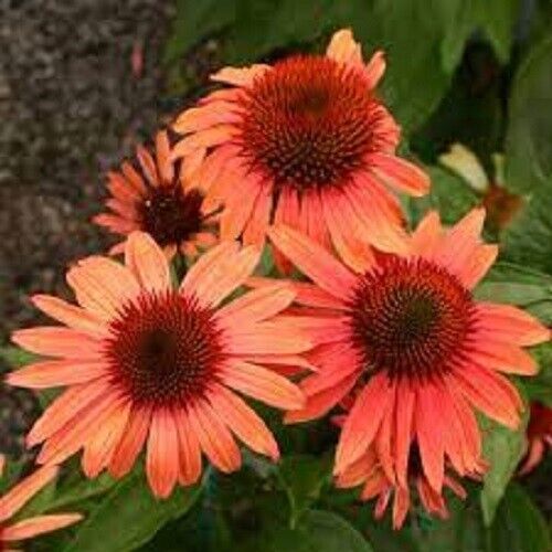 Green River 50 Sunset Coneflower Seeds - Drought-Tolerant Decor Seeds for Pollinator Gardens, Perennial Blooms, Ideal for Summer Conditions