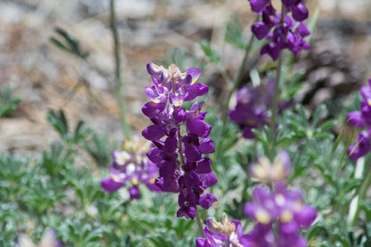 Green River 25 Grape Soda Lupine Seeds - Vibrant Spiky Blooms, Fast Growing Perennials, Premium Seeds, Decor Decoratives Thrives in Cool Climates, Spring Full Sun